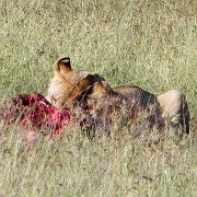 Lion, Hyenas, Serengeti, Tanzania 0185.jpg