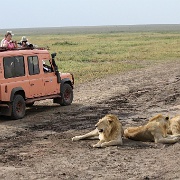Lions, Serengeti, Tanzania 0039.jpg