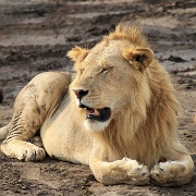 Lions, Serengeti, Tanzania 0041.jpg