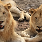 Lions, Serengeti, Tanzania 0043.jpg