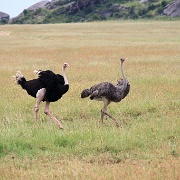 Ostrich mating, Serengeti, Tanzania 0327.jpg