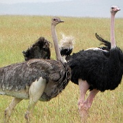 Ostrich mating, Serengeti, Tanzania 0329.jpg