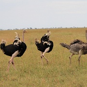 Ostriches, Serengeti, Tanzania 0330.jpg