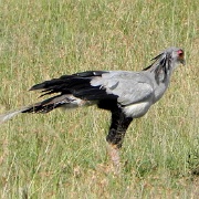 Secretary bird, Serengeti, Tanzania 0361.jpg