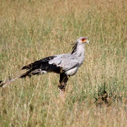 Secretary bird, Serengeti, Tanzania 0365.jpg