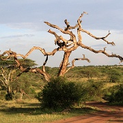 Serengeti, Tanzania 0167.jpg