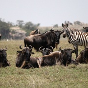 Serengeti, Tanzania.jpg