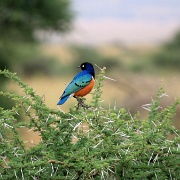 Superb starling, Serengeti, Tanzania 0342.jpg