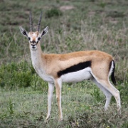 Thompson's gazelle, Serengeti, Tanzania 0197.jpg