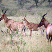 Topi, Hartebeest, Serengeti 0127.jpg