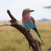Velvet-breasted Roller, Serengeti, Tanzania 0347.jpg