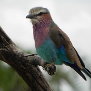 Velvet-breasted Roller, Serengeti, Tanzania 0349.jpg