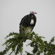 Vulture, Serengeti, Tanzania 0359.jpg