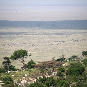 Wildebeest migration, Nabi Gate 0029.jpg