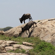 Wildebeest, Serengeti 0283.jpg