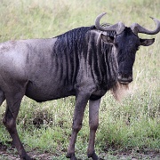 Wildebeest, Serengeti, Tanzania 0011.jpg