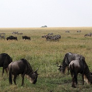 Wildebeest, Serengeti, Tanzania 0013.jpg