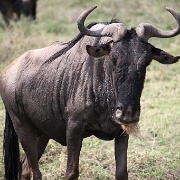 Wildebeest, Serengeti, Tanzania i0009.jpg