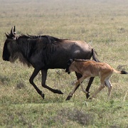 Wildebeest, Serengeti, Tanzania.jpg