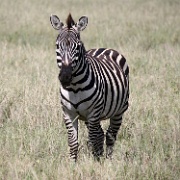 Zebra, Serengeti 0287.jpg