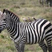 Zebra, Serengeti, Tanzania 0017.jpg