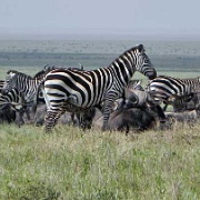 Zebras, Serengeti, Tanzania 0031.jpg