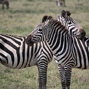 Zebras, Serengeti, Tanzania.jpg