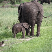 Baby Elephant, Tarangire National Park 080.JPG