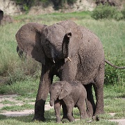 Baby Elephant, Tarangire National Park 090.JPG