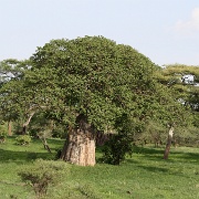 Baobab tree, Tarangire National Park 125.JPG
