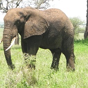 Elephant, Tarangire National Park 022.JPG