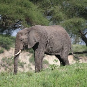 Elephant, Tarangire National Park 048.JPG