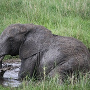 Elephant, Tarangire National Park 050.JPG
