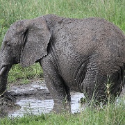 Elephant, Tarangire National Park 052.JPG