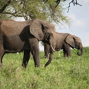 Elephants, Tarangire National Park 035.JPG