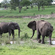 Elephants, Tarangire National Park 054.JPG