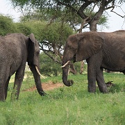Elephants, Tarangire National Park 055.JPG