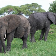 Elephants, Tarangire National Park 060.JPG
