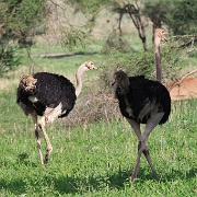 Ostriches, Tarangire National Park 132.JPG