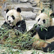 panda-bears-beijing-zoo.jpg