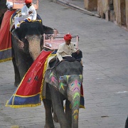 elephants-amber-fort-jaipur.jpg