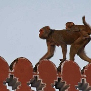 macaques-city-palace-jaipur.jpg