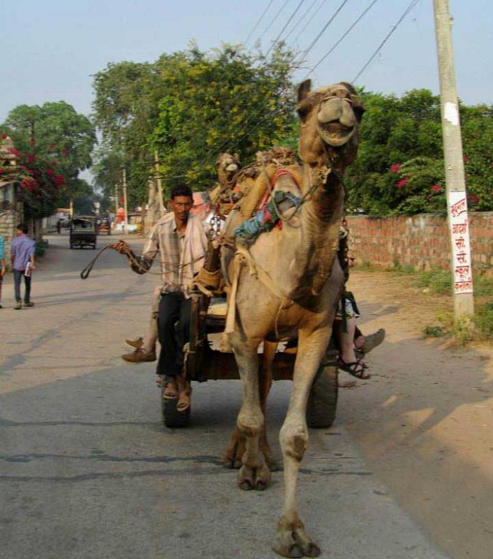 camel-cart-ride-karauli