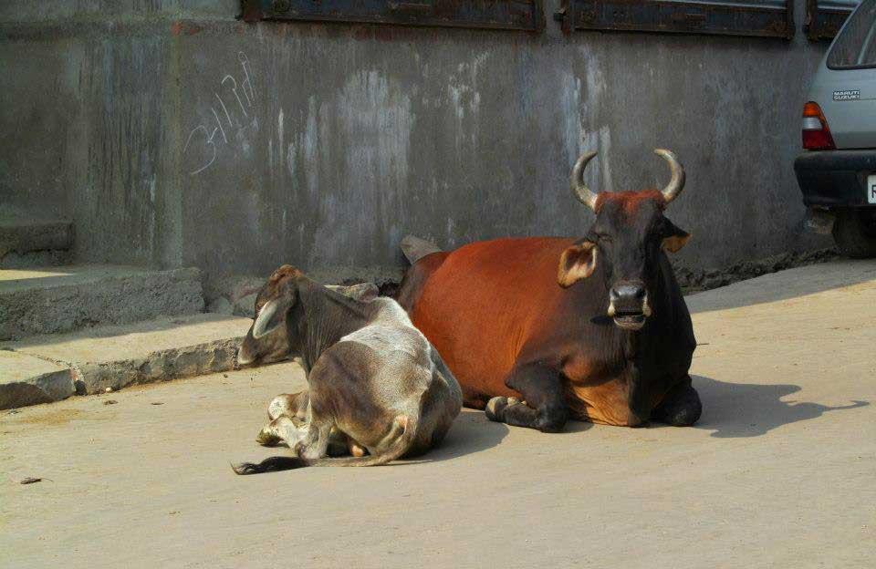 cows-karauli-india