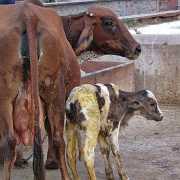 calf-karauli-india.jpg
