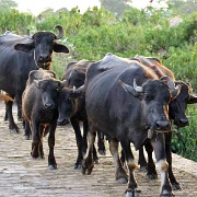 cattle-karauli.jpg