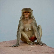macaque-karauli.jpg