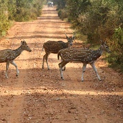 spotted-deer-sariska-national-park.jpg
