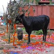 cow-wandering-through-offering-varanasi.jpg