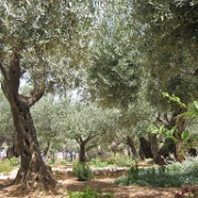 garden-of-olives-gethsemane-jerusalem.jpg